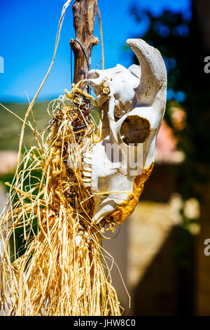 Le ossa di animali. Fascino Week 2016. Foto Stock