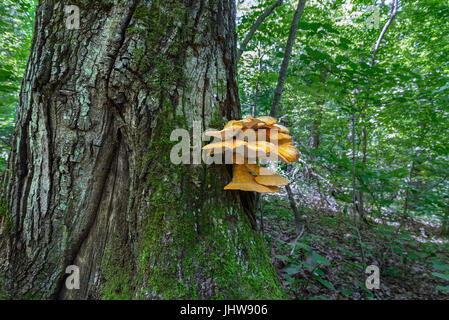 Giallo tinder fungo su un muschio coperto tronco di albero Foto Stock