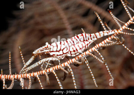 Leopard Crinoide gamberetti, Laomenes pardus. Tulamben, Bali, Indonesia. Mare di Bali, Oceano Indiano Foto Stock