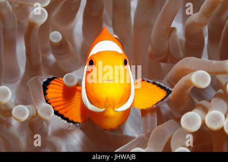 Clown Anemonefish, Amphiprion ocellaris, nuoto fra i tentacoli della sua casa di anemone. Tulamben, Bali, Indonesia Foto Stock