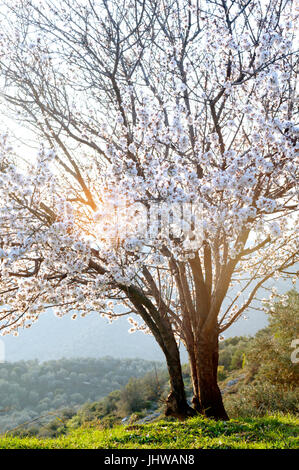 Una fioritura del mandorlo sulla penisola di Pelion, Tessaglia, Grecia Foto Stock