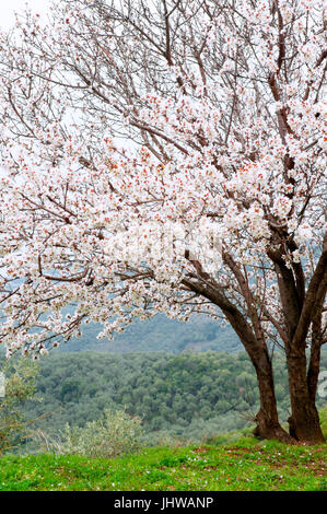 Una fioritura del mandorlo sulla penisola di Pelion, Tessaglia, Grecia Foto Stock