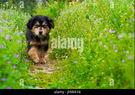 Cucciolo di camminare in Prato Foto Stock