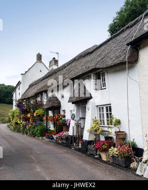 Composizioni floreali al di fuori di Coombe Cottage e Doreen's Garden in Branscombe, Devon. Foto Stock