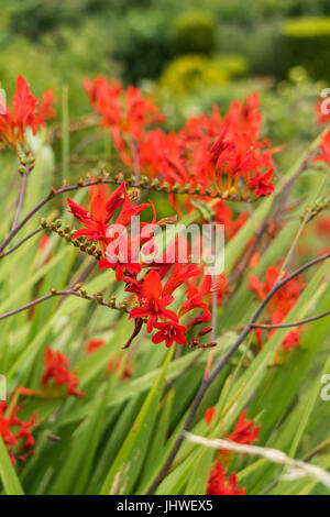 Crocosmia Lucifer, alias coppertips, fiorisce in un giardino Devon. Foto Stock