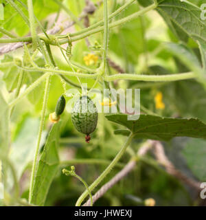 Uva-size cucamelon frutti pendenti da melothria scabra vite fra viticci e foglie Foto Stock