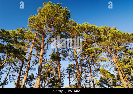 Le corone di Scozia o di pino silvestre Pinus sylvestris alberi contro il cielo blu. Gruppo di alti pini che crescono in evergreen bosco di conifere. La Polonia. Foto Stock