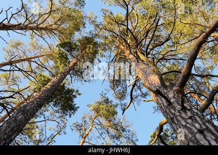 Le corone di Scozia o di pino silvestre Pinus sylvestris alberi che crescono in evergreen bosco di conifere. Foresta vista dal basso. Pomerania, Polonia. Foto Stock