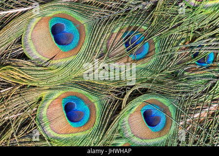 Close-up di coloratissimi Peacock (Indiano peafowl o peafowl blu (Pavo cristatus) piume. Foto Stock