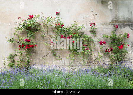 Climbing rose rosse su un telaio su un muro di pietra e la fioritura bush. Foto Stock