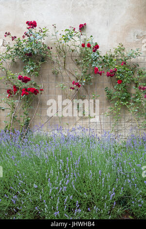 Climbing rose rosse su un telaio su un muro di pietra e la fioritura bush. Foto Stock