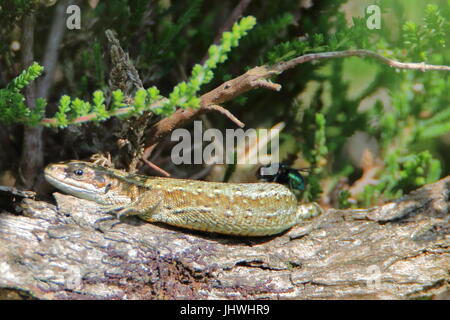 Scendere la mia schiena! Il comune (o) vivipara lizard (Lacerta vivipara) a prendere il sole in Cornovaglia con un volo sulla sua schiena, REGNO UNITO Foto Stock