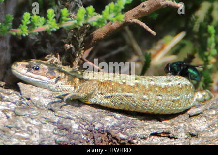 Il comune (o) vivipara lizard (Lacerta vivipara) prendere il sole con una mosca sulla sua schiena in Cornwall, Regno Unito Foto Stock