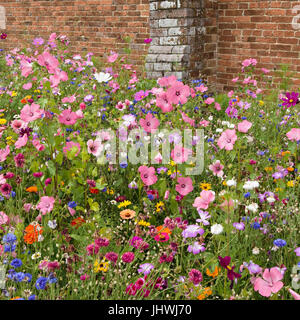 Molto luminoso e colorato giardino informale di confine di fiori d'Estate, Regno Unito Foto Stock