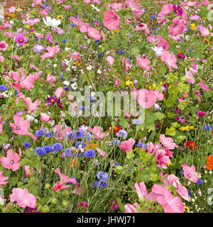 Molto luminoso e colorato giardino informale di confine di fiori d'Estate, Regno Unito Foto Stock