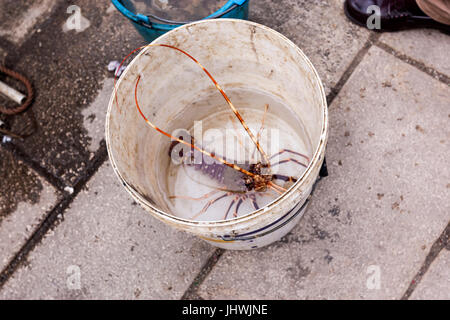 Aragoste vive in un secchio bianco a Castellammare del Golfo città di pescatori, Sicilia, Italia Foto Stock