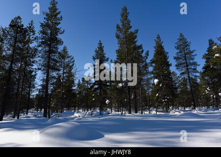 Foresta di Taiga in primavera vicino alle colline del Parco Nazionale di Urho Kekkonen, Saariselka, Finlandia Foto Stock