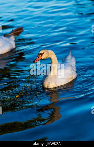 Cigno (Cygnus olor) mangiare le foglie di una pianta nell'acqua. Foto Stock