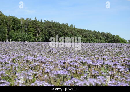 Campo di lacy phacelia, tansy blu o porpora tansy davanti a una foresta Foto Stock