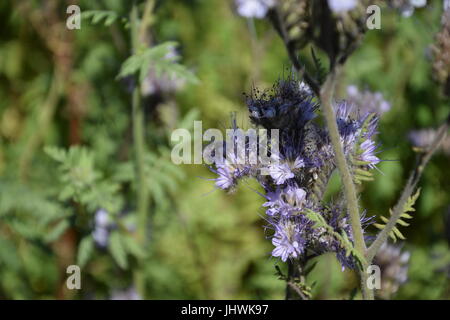 Fiori di lacy phacelia, tansy blu o porpora tansy sul campo Foto Stock