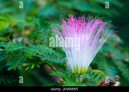 La Mimosa pudica che mostra la testa di fiori e foglie Foto Stock