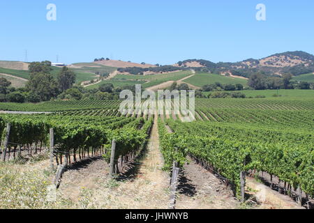 Vigneti, Los Carneros AVA, Napa, California Foto Stock