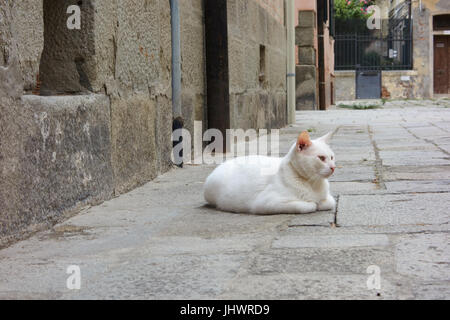 Gatto Bianco rilassante sul marciapiede.Venezia. Italia Foto Stock