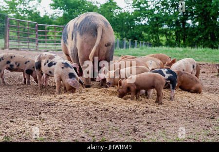 Madre i suini e i suinetti di pascolare su piccola fattoria Foto Stock