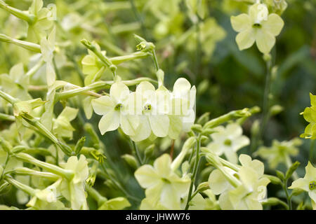 Nicotiana fiori in un giardino estivo . Foto Stock