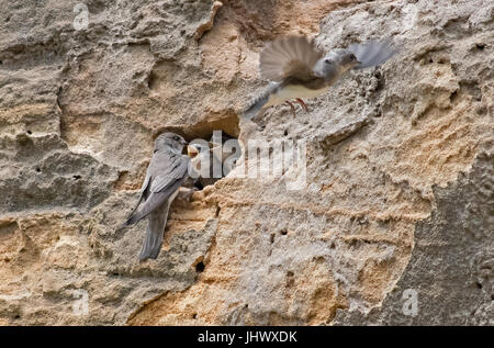 Sabbia martins-Riparia Riparia al sito nido. Regno Unito Foto Stock