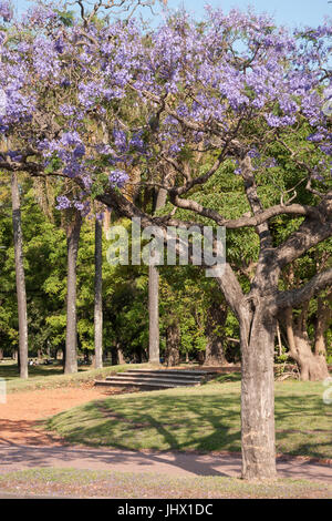 Buenos Aires, Argentina durante la primavera, Jacaranda mimosifolia alberi nei parchi della città. Parque 3 de Febrero, Bosques de Palermo Foto Stock