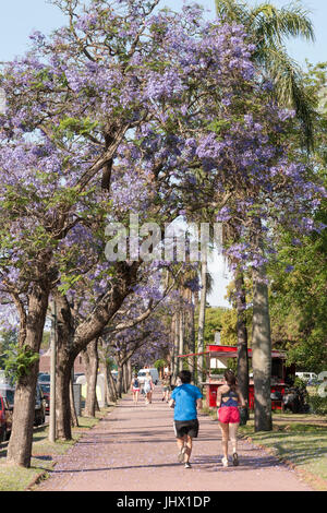 Buenos Aires, Argentina, durante la primavera. Una giovane coppia acceso al Parque 3 de Febrero sotto alberi di Jacaranda. Bosques de Palermo Foto Stock