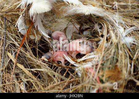 Gli uccelli di piccole dimensioni basta lasciare le uova nel nido Foto Stock