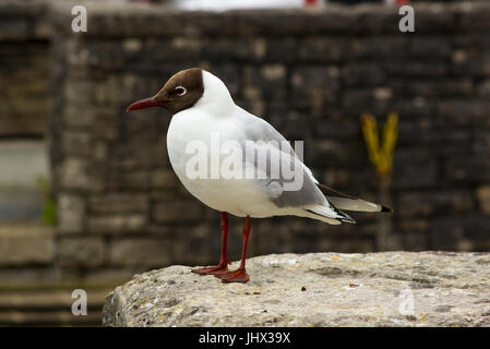 Una comune testa nera gabbiano con i suoi segni distintivi e zampe rosse. Questa specie è molto comune in tutte le parti delle Isole Britanniche e si posiziona come uno Foto Stock