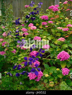 La clematide jackmanii crescendo attraverso una rosa hydrangea bush Foto Stock