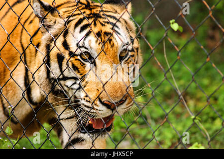 Una tigre dietro la catena di recinzione collegati Foto Stock