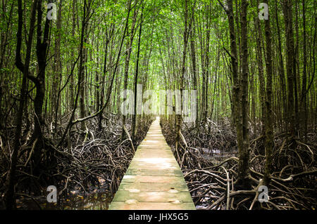 Un percorso rettilineo nella foresta di mangrovie in una naturale area riservata in Cambogia. Perfetto luogo di silenzio e di meditazione, escursionismo e ecoturismo Foto Stock