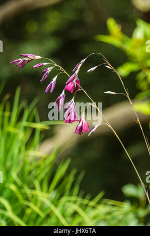 Dierama Merlin - Angeli Canne da pesca in fiore - aka Wandflower Foto Stock