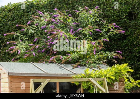 Grandi Buddleia davidii, Buddleia comune, ricoperta e il sorpasso di una Tettoia da giardino.Buddleja. Foto Stock