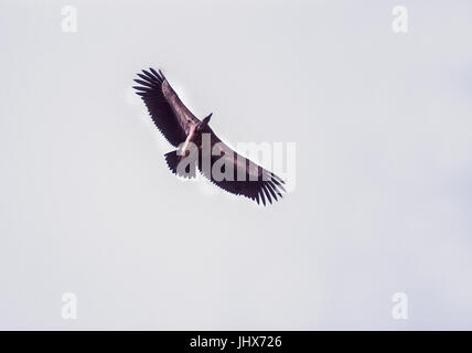 Avvoltoio indiano,noto anche come Long-Billed avvoltoio,(Gyps indicus) soaring in volo utilizzando sistemi di raffreddamento-criticamente una specie in via di estinzione, Rajasthan, India Foto Stock
