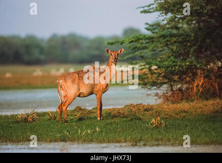 Femmina, nilgai(boselaphus tragocamelus), di keoladeo ghana national park, bharatpur Rajasthan, India Foto Stock