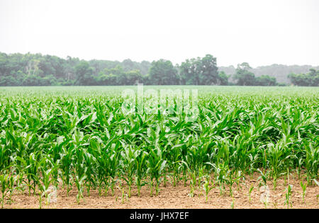 Un paesaggio di giovani mais in un grande campo verde con alberi in lontananza Foto Stock