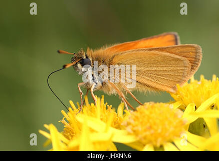 Essex Skipper o skipper europea (Thymelicus lineola) alimentazione su un fiore. Foto Stock