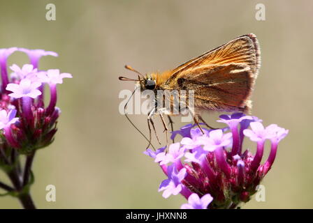 Essex Skipper o skipper europea (Thymelicus lineola) alimentazione su un fiore. Foto Stock