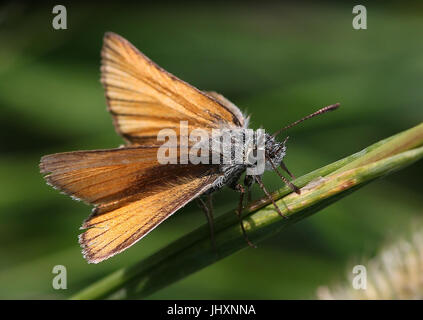 Essex Skipper o skipper europea (Thymelicus lineola) alimentazione su un fiore. Foto Stock