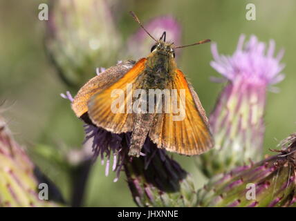 Essex Skipper o skipper europea (Thymelicus lineola) alimentazione su un fiore. Foto Stock