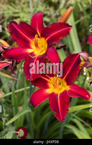 Gemellato dei fiori di giallo rosso throated perenne, daylily Hemerocallis 'Stafford' Foto Stock