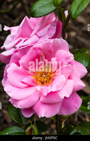 Cluster di rosa, semi-doppio di fiori di ibrido di rosa tea, Rosa 'rosa' preferiti Foto Stock