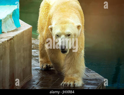 Grande orso polare a piedi vicino all'acqua sotto il sole in estate Foto Stock