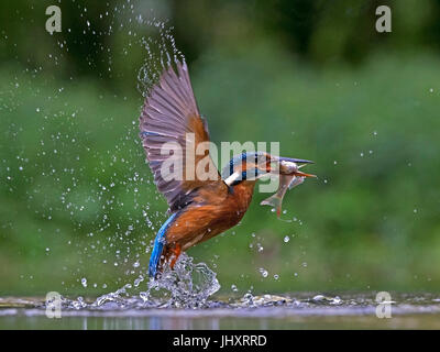 Comune Femmina kingfisher prendendo il largo con pesce Foto Stock